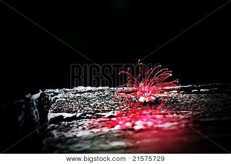 Rote Blumen