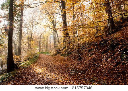 Rheinsteig Hiking Trail Autumn Colors Siebengebirge Germany