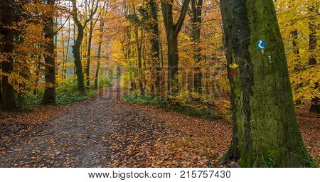 Rheinsteig Hiking Trail Autumn Colors Siebengebirge Germany
