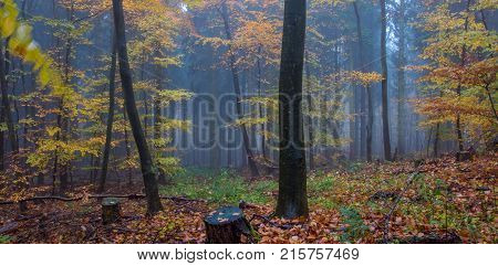 Foggy Autumn colorful Forest in Siebengebirge Germany