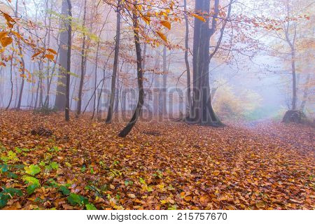 Foggy Autumn Forest In Siebengebirge Germany