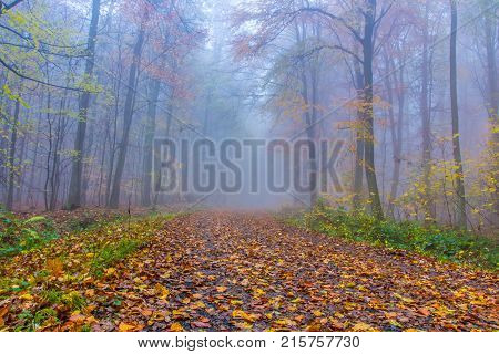 Foggy Autumn colorful Forest in Siebengebirge Germany