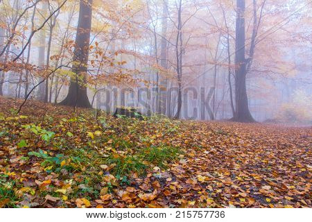 Foggy Autumn colorful Forest in Siebengebirge Germany
