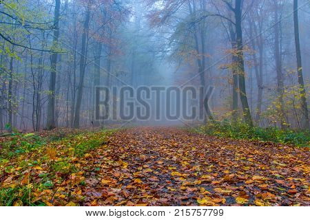 Foggy Autumn Forest In Siebengebirge Germany