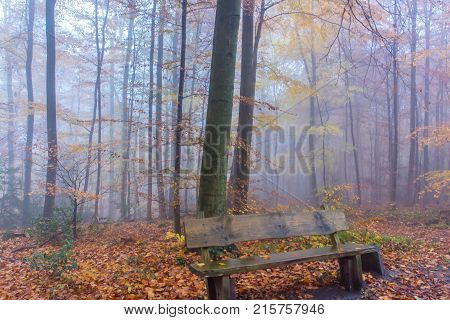 Foggy Autumn Forest In Siebengebirge Germany