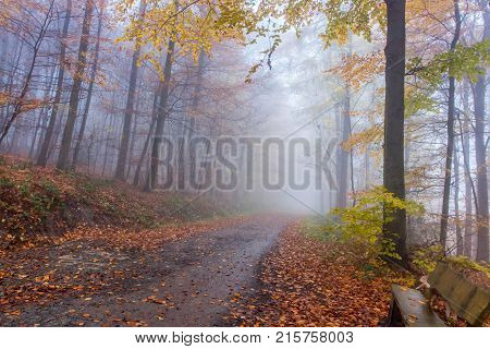 Foggy Autumn Forest In Siebengebirge Germany
