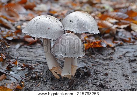 coprinopsis atramentaria mushroom cluster on the ground