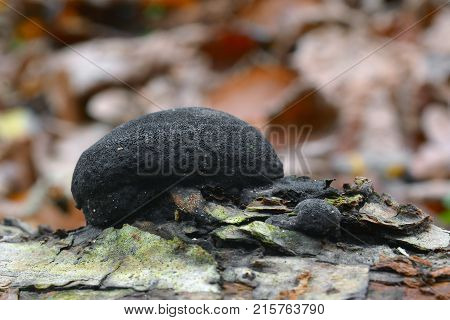 Daldinia concentrica known as King Alfred's cake cramp balls and coal fungus