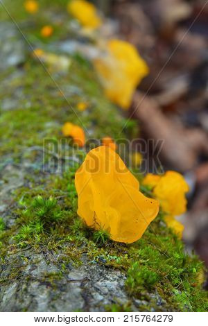 dacrymyces palmatus fungus on wood orange jelly