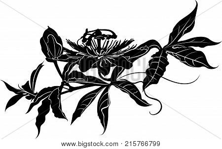 Passionflower . Passiflora (passionflower) .  Passion flower