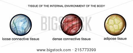 vector illustration of tissues of the internal environment of the body: loose dense connective tissue and adipose tissue