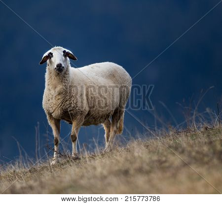 Sheep Grazing On Hillside With Forest In Background