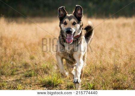 Portrait Of Beautiful Happy Dog, Looking At Camera, Standing In A Sunny Meadow