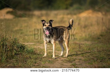 Portrait Of Beautiful Happy Dog, Looking At Camera, Standing In A Sunny Meadow