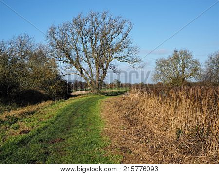 Grass track towards a tree in autumn near Pocklington, Yorkshire, England