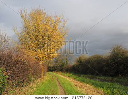 Tree lit by low sunlight against a cloudy sky near Pocklington Canal, Yorkshire, England