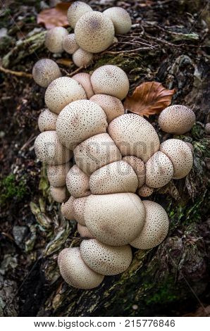 Lycoperdon Pyriforme - Inedible Fungus