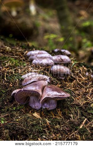 Cortinarius - Inedible Fungus