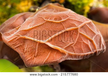 Edible mushrooms with excellent taste. Auricularia auricula-judae