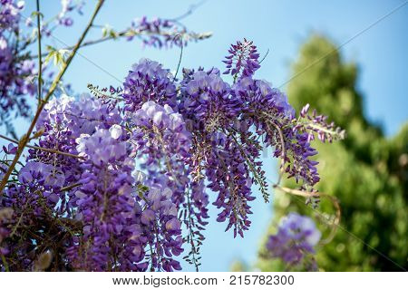 Beautiful Purple Wisteria Flowers