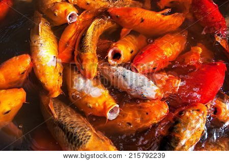 A lot of Fancy Carp or Koi fish swimming in the pond Garden.