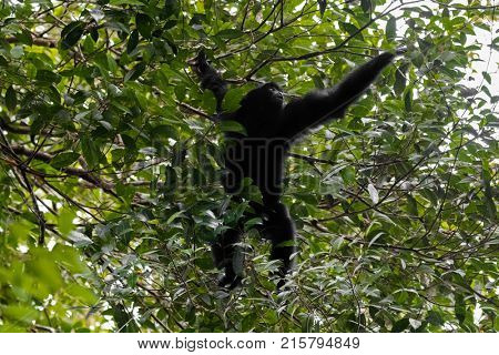 Siamang, the largest gibbon with black furs native to forests in Malaysia reaching out for berry to eat at Fraser's hill, Malaysia, South east Asia (Symphalangus syndactylus)
