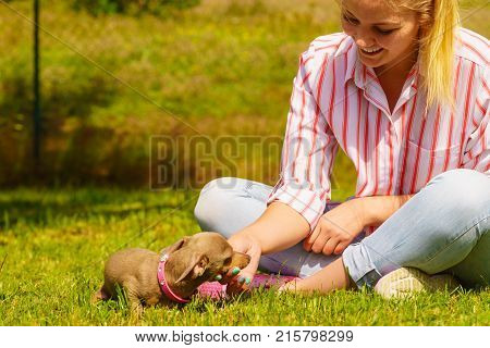 Woman playing with little pinscher ratter prazsky krysarik crossbreed small dog outside on grass during summer spring weather