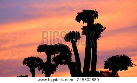 Silhouette dwarfed trees with sunlight on sunset sky and clouds abstract background,colorful sky at dusk with top view