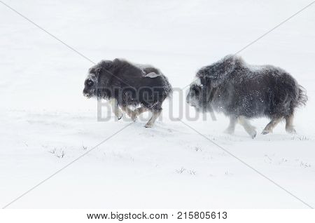 Musk Ox cubs chasing each other in winter in the mountains of Dovrefjell in Norway.