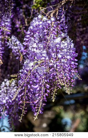 Beautiful Purple Wisteria Flowers