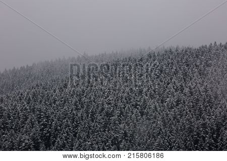 Amazing fogy forest details in Germany - Schwarzwald.