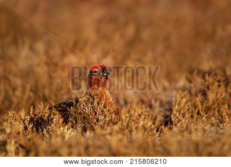 Male Red Grouse Lagopus lagopus scotica in the mountains of Scotland