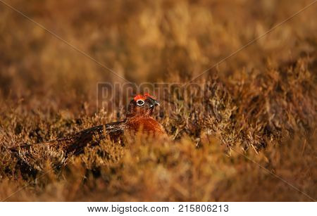 Red Grouse hiding in the field of heather in Scottish mountains