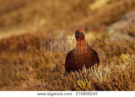 Male Red grouse in the field of heather in Scotland