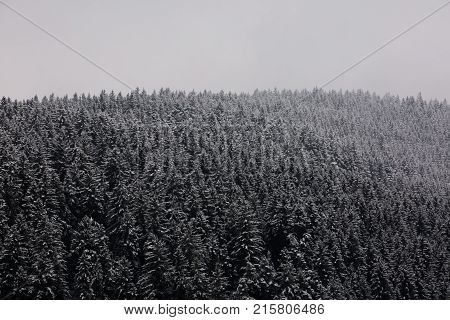 Amazing fogy forest details in Germany - Schwarzwald.