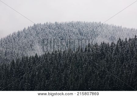 Amazing fogy forest details in Germany - Schwarzwald.