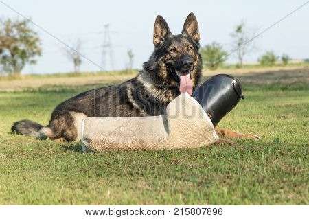 Portrait of German Shepherd Dog lying behind the perfector bite sleeve for dog training outdoors. The dog is looking at the camera.