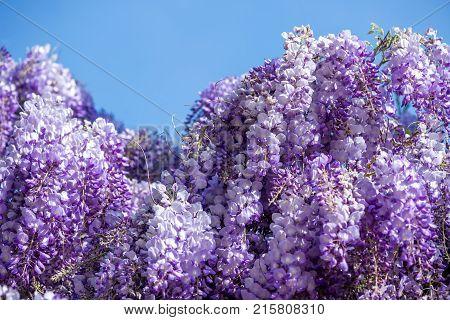 Beautiful Purple Wisteria Flowers