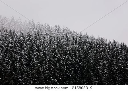 Amazing fogy forest details in Germany - Schwarzwald.