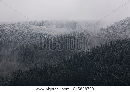 Amazing fogy forest details in Germany - Schwarzwald.