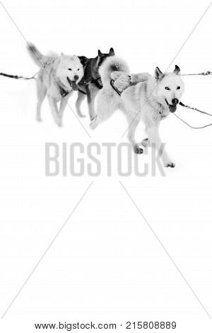 A team of sled dogs running in the snow. Northern sled dogs are used as transportation. A sturdy and draft sled Husky.