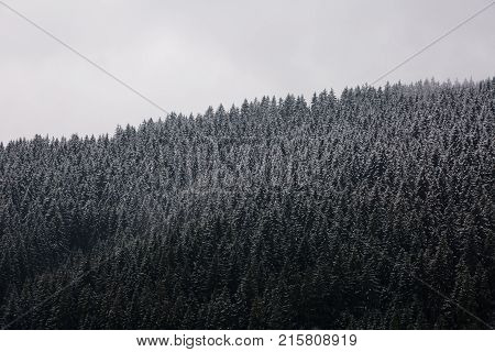 Amazing fogy forest details in Germany - Schwarzwald.