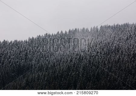 Amazing fogy forest details in Germany - Schwarzwald.