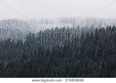 Amazing fogy forest details in Germany - Schwarzwald.