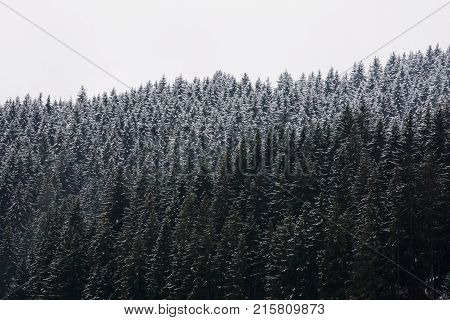 Amazing fogy forest details in Germany - Schwarzwald.