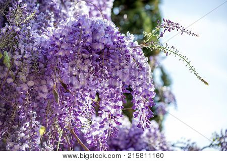 Beautiful Purple Wisteria Flowers