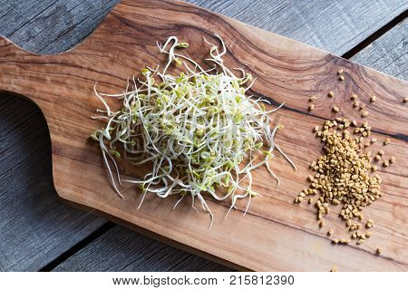 Sprouted And Dry Fenugreek Seeds On A Wooden Background