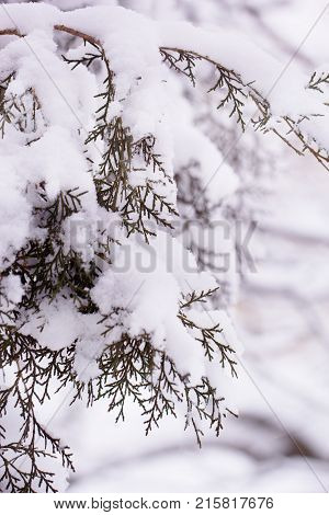 Juniper bushes in the snow. First snow. Snow in the garden on the coniferous bushes. Green juniper sprout under snow