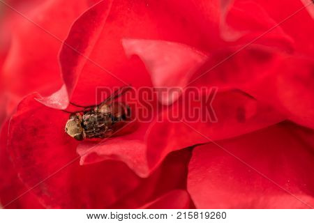 Macro hoverfly in the petals of a red rose. flower flie syrphid flie. Insect in flower