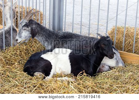 Gray goat and black and white goat lie on the hay in the paddock. Breeding goats on the farm